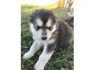 Alaskan Malamute Puppy for sale in Mayslick, KY, USA