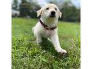 German Shepherd Dog Puppy for sale in Inman, SC, USA
