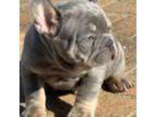 French Bulldog Puppy for sale in Stark City, MO, USA