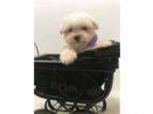 Maltese Puppy for sale in Sawyer, OK, USA