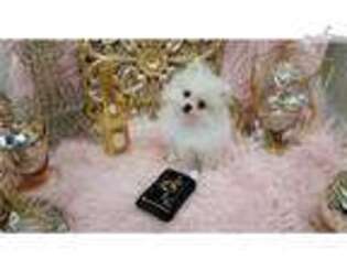 Pomeranian Puppy for sale in Fort Lauderdale, FL, USA