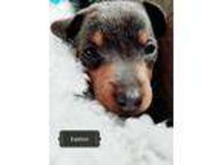 Miniature Pinscher Puppy for sale in Watervliet, NY, USA