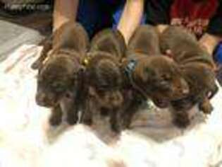 Doberman Pinscher Puppy for sale in Carriere, MS, USA