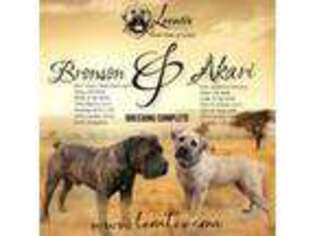 Boerboel Puppy for sale in Royse City, TX, USA