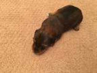 Dachshund Puppy for sale in Prospect, CT, USA