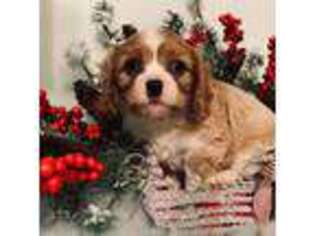 Cavalier King Charles Spaniel Puppy for sale in Winslow, AR, USA