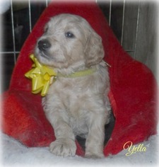 Goldendoodle Puppy for sale in Scottville, MI, USA