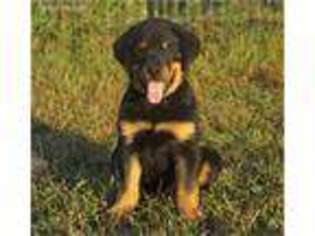 Rottweiler Puppy for sale in Marble Falls, AR, USA