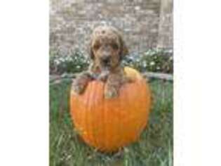 Goldendoodle Puppy for sale in Hendersonville, TN, USA