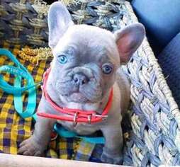 French Bulldog Puppy for sale in Portage, IN, USA