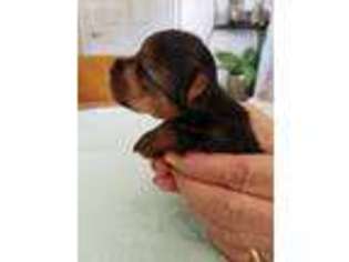 Yorkshire Terrier Puppy for sale in Holliday, TX, USA