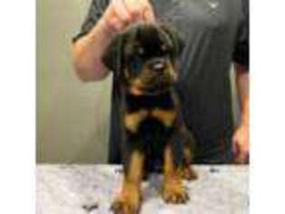 Rottweiler Puppy for sale in Durand, IL, USA