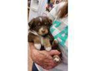 Miniature Australian Shepherd Puppy for sale in Grants Pass, OR, USA