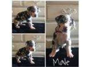 Great Dane Puppy for sale in Trenton, GA, USA