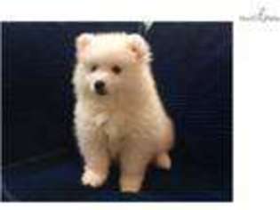 American Eskimo Dog Puppy for sale in Charlotte, NC, USA