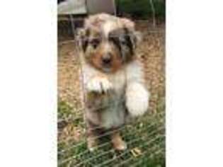 Australian Shepherd Puppy for sale in Lafayette, IN, USA
