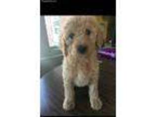 Goldendoodle Puppy for sale in Convoy, OH, USA