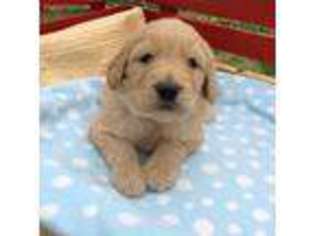 Goldendoodle Puppy for sale in Harrisonburg, VA, USA