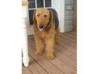 Airedale Terrier Puppy for sale in Eden, NC, USA