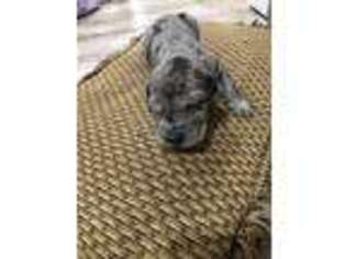 Great Dane Puppy for sale in Greenville, OH, USA