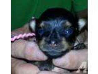 Yorkshire Terrier Puppy for sale in SAINT CHARLES, MO, USA