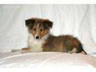 Shetland Sheepdog Puppy for sale in Paxton, IL, USA
