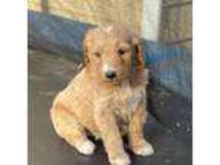 Goldendoodle Puppy for sale in Norcross, GA, USA