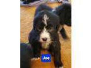 Mutt Puppy for sale in Dallas, OR, USA