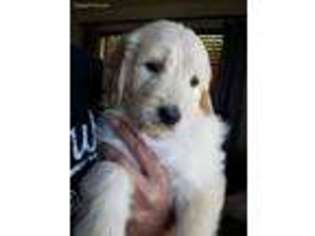 Goldendoodle Puppy for sale in Spicewood, TX, USA