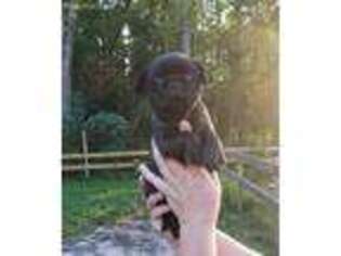 Pug Puppy for sale in Maple Hill, NC, USA