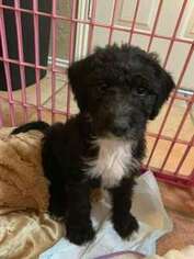 Mutt Puppy for sale in Coppell, TX, USA