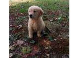 Golden Retriever Puppy for sale in Fall River, MA, USA