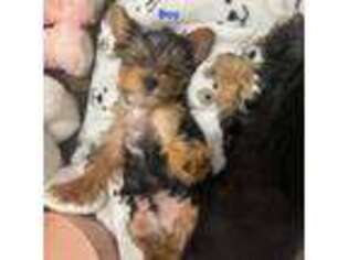 Yorkshire Terrier Puppy for sale in Peoria, AZ, USA