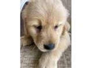 Golden Retriever Puppy for sale in Knoxville, GA, USA