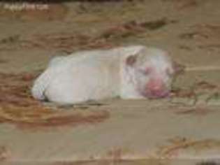 Mutt Puppy for sale in Nixon, TX, USA