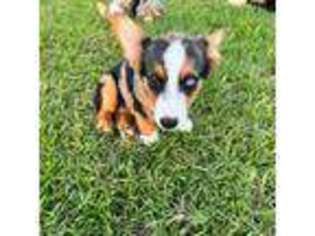 Cardigan Welsh Corgi Puppy for sale in Ravenna, TX, USA