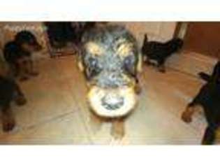 Airedale Terrier Puppy for sale in Fountain, NC, USA