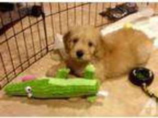 Mutt Puppy for sale in STONY BROOK, NY, USA