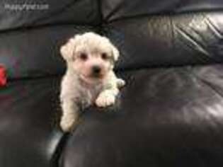 Bichon Frise Puppy for sale in Jacksonville, IL, USA