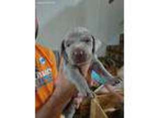 Weimaraner Puppy for sale in Argyle, IA, USA