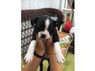 Boston Terrier Puppy for sale in Ellicott City, MD, USA