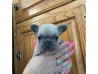 French Bulldog Puppy for sale in Smyrna, DE, USA