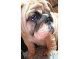 Bulldog Puppy for sale in Stoystown, PA, USA