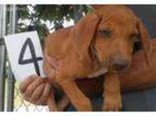 Rhodesian Ridgeback Puppy for sale in Pineville, MO, USA