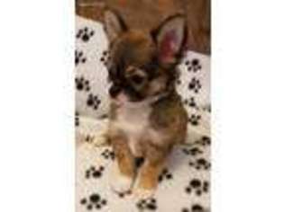 Chihuahua Puppy for sale in Ridgefield, WA, USA