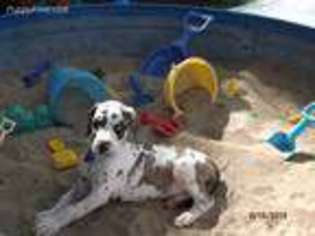 Great Dane Puppy for sale in Cainsville, MO, USA