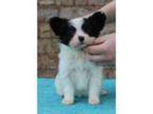 Papillon Puppy for sale in Moore, OK, USA