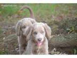 Weimaraner Puppy for sale in Hardyville, KY, USA