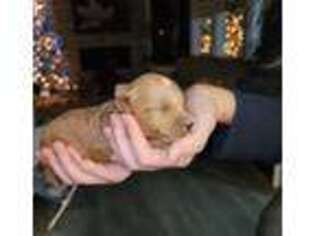 Goldendoodle Puppy for sale in Snohomish, WA, USA