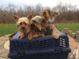 Yorkshire Terrier Puppy for sale in PLEASANTVILLE, PA, USA